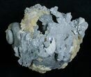 Partial Fossil Whelk With Golden Calcite Crystals #6051-3